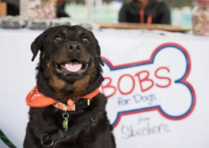 bobs for dogs 2018