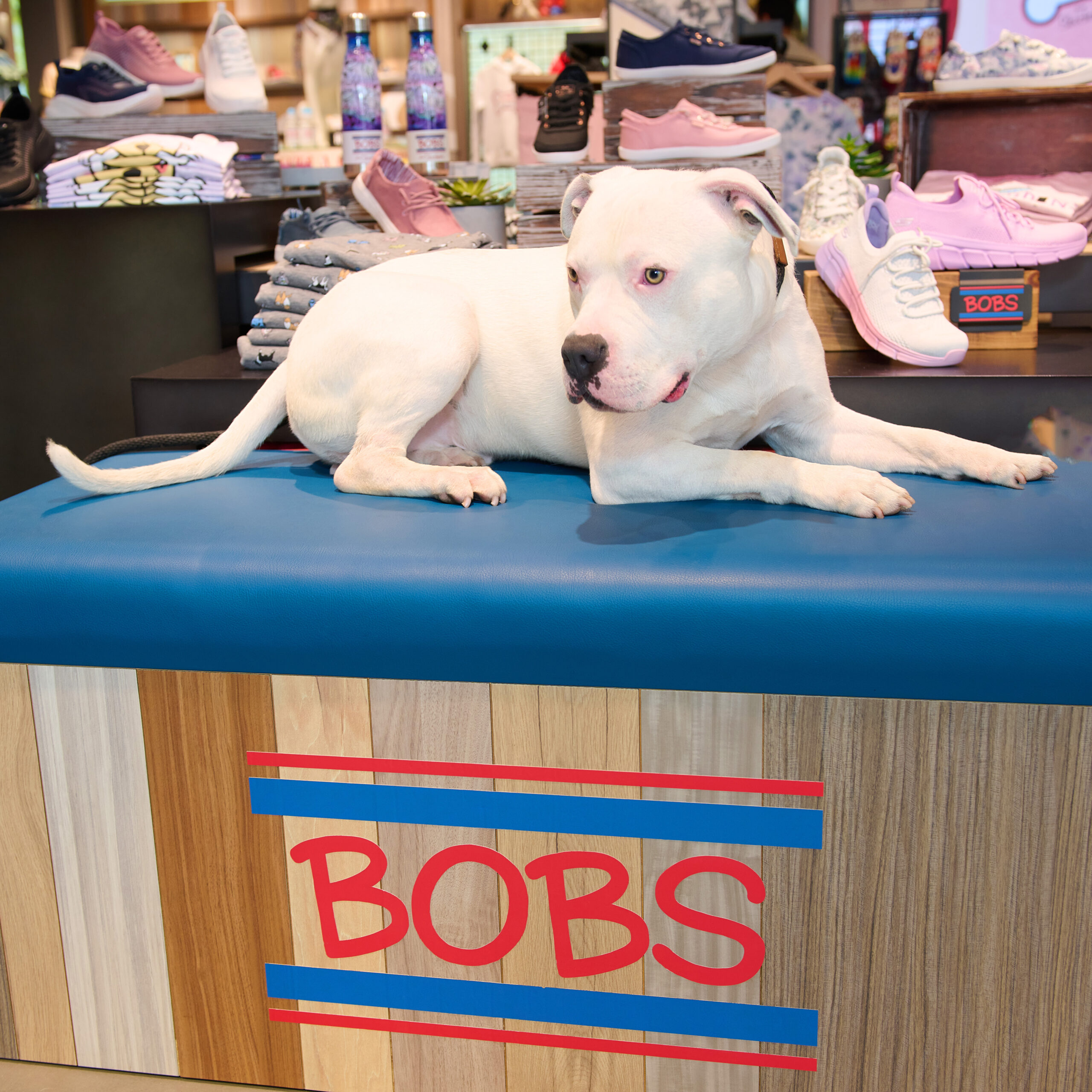 Bobs for dogs canada best sale