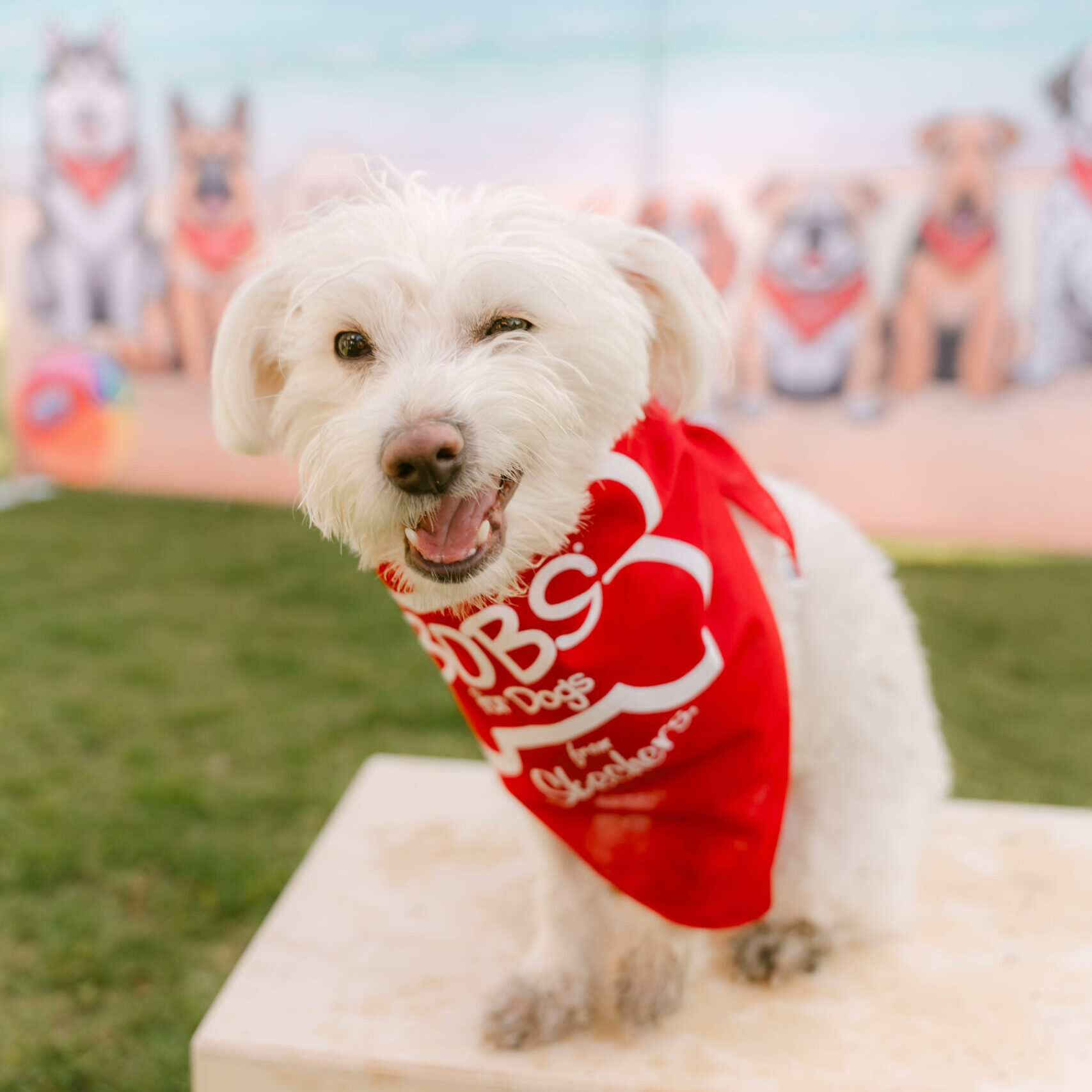 A small dog with a bandana literally winking at the camera